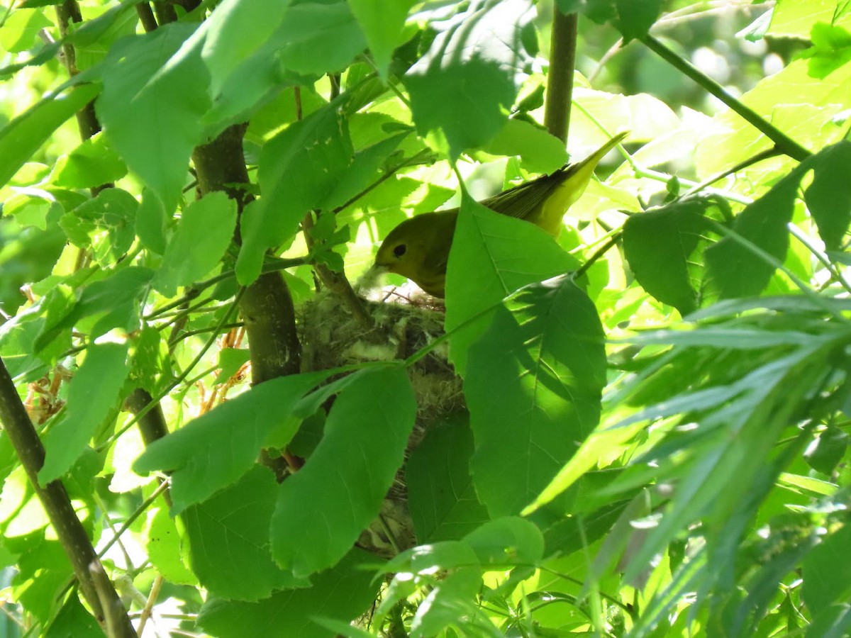 Yellow Warbler - ML619958120