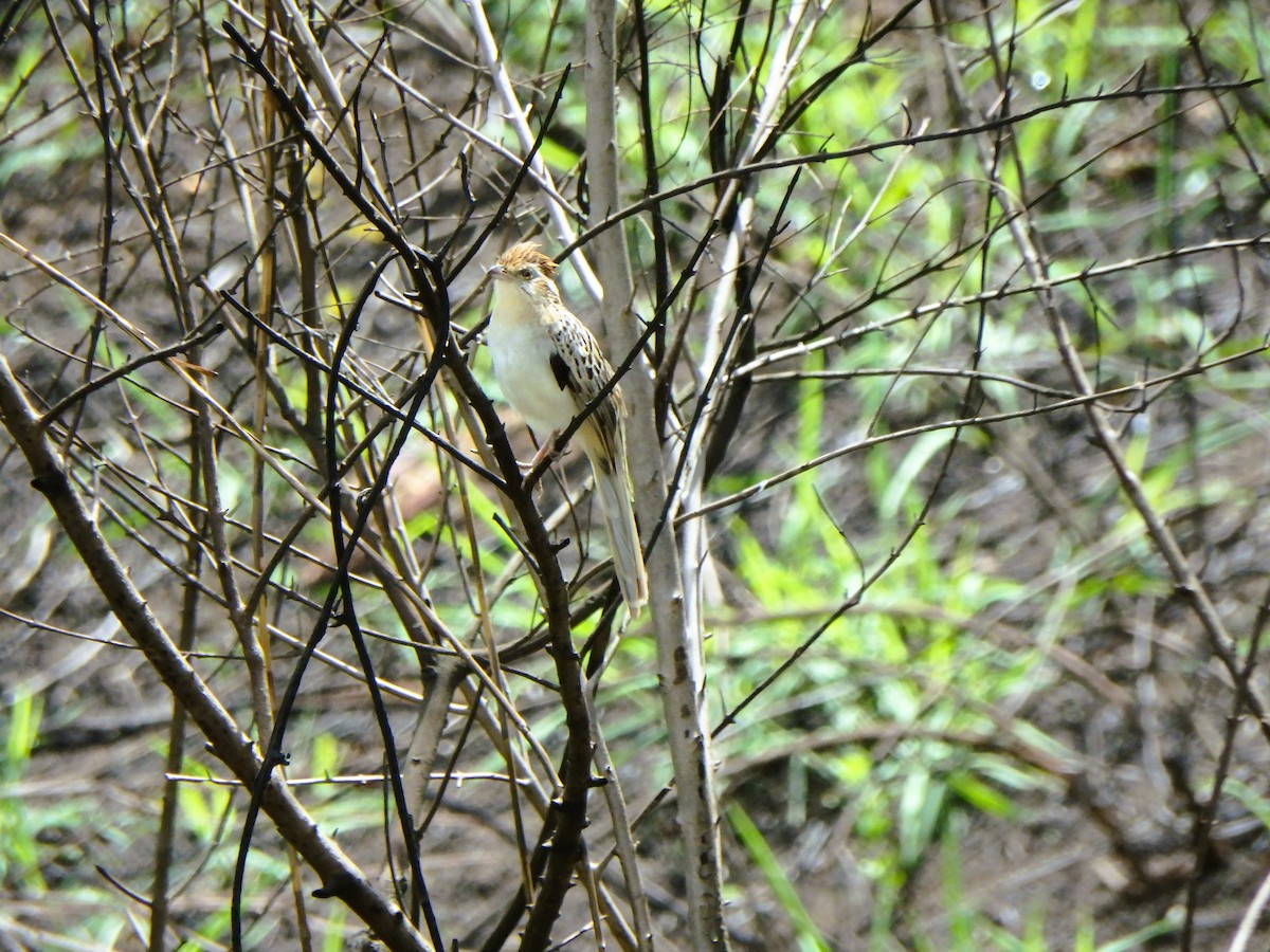 Striped Cuckoo - ML619958137