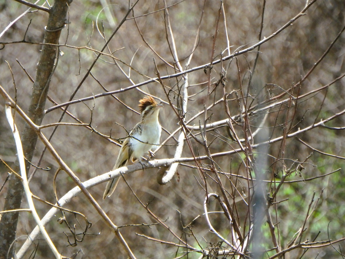 Striped Cuckoo - ML619958145