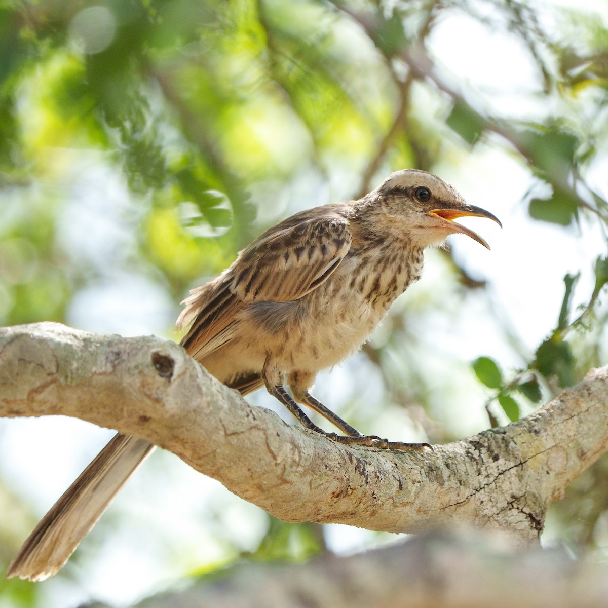 Chalk-browed Mockingbird - ML619958149