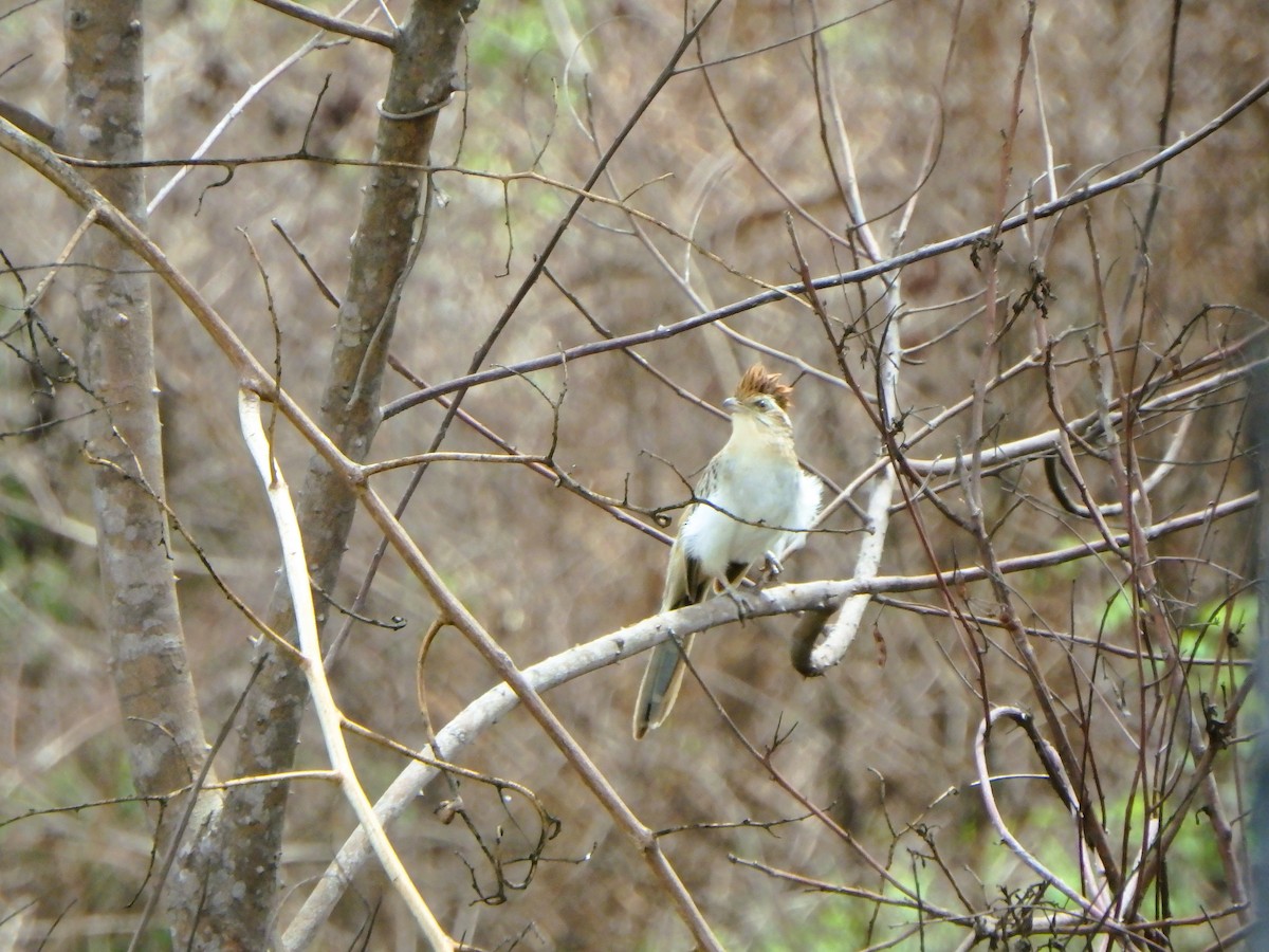 Striped Cuckoo - ML619958150