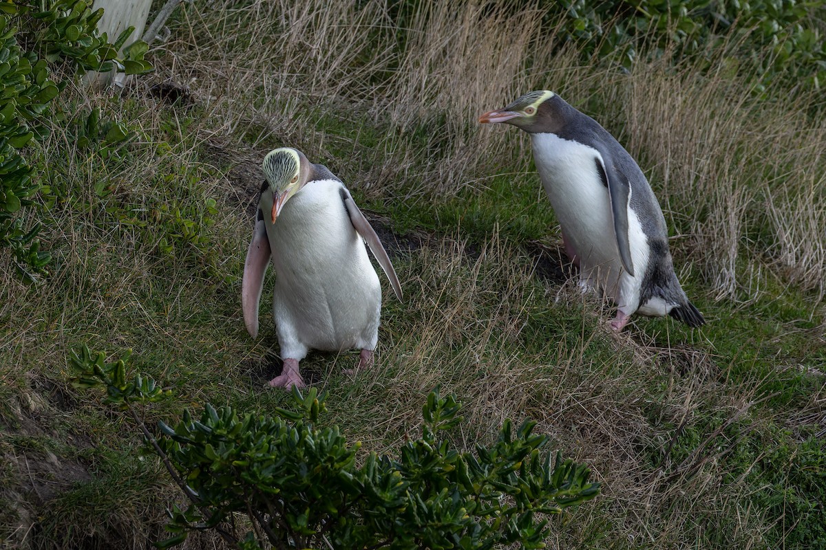 Pingüino Ojigualdo - ML619958157