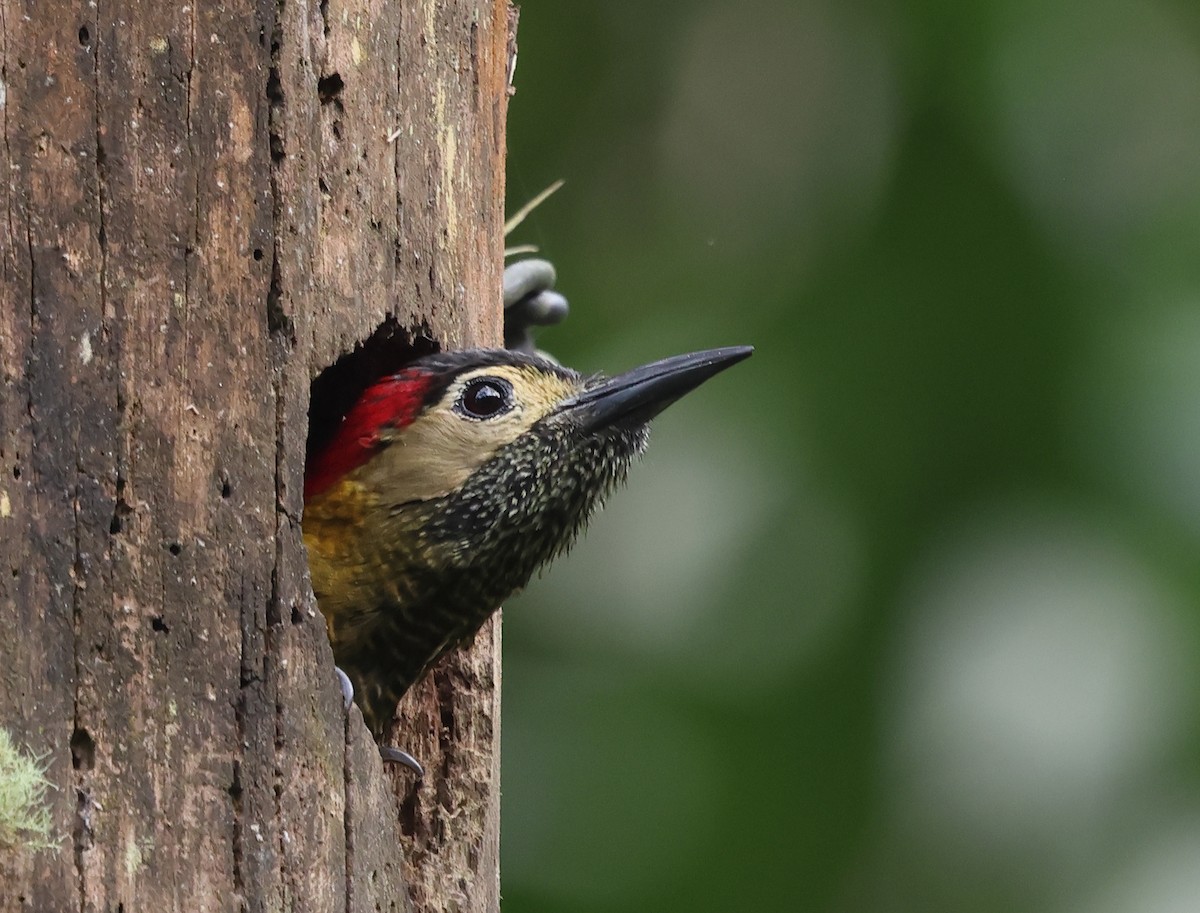 Golden-olive Woodpecker - ML619958167