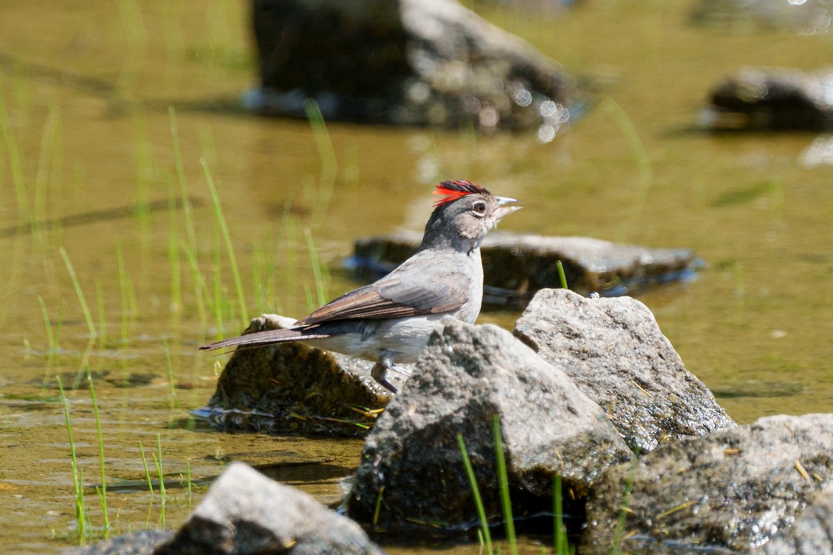 Pileated Finch - ML619958177