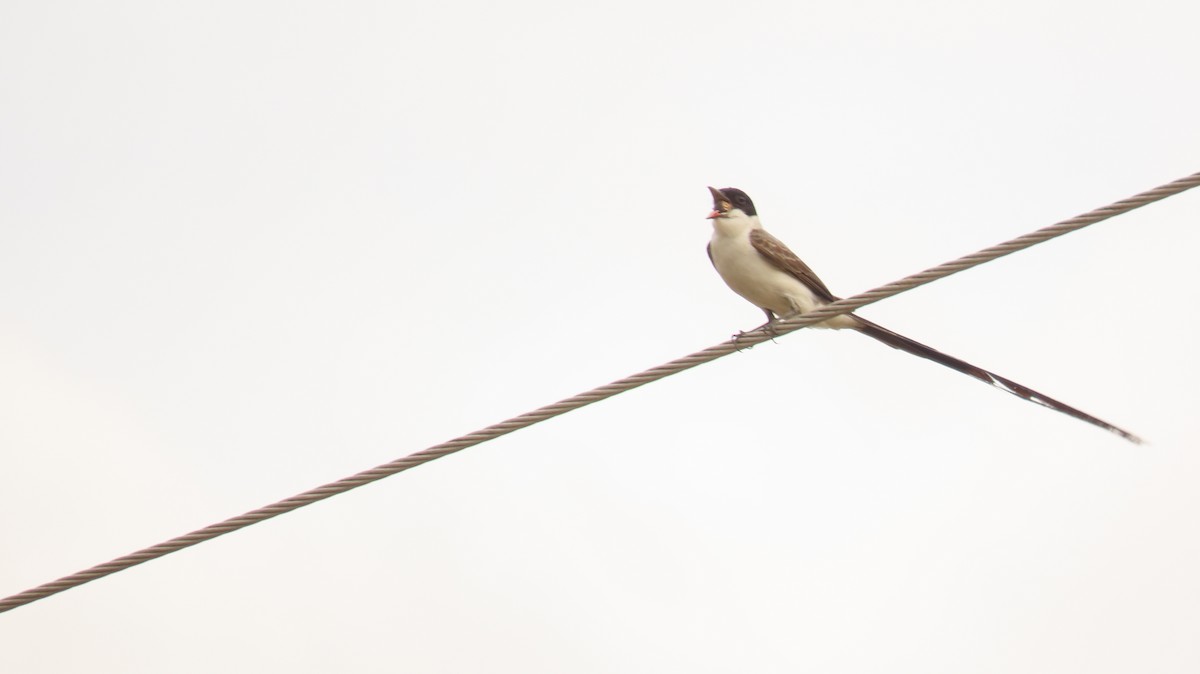 Fork-tailed Flycatcher - ML619958179