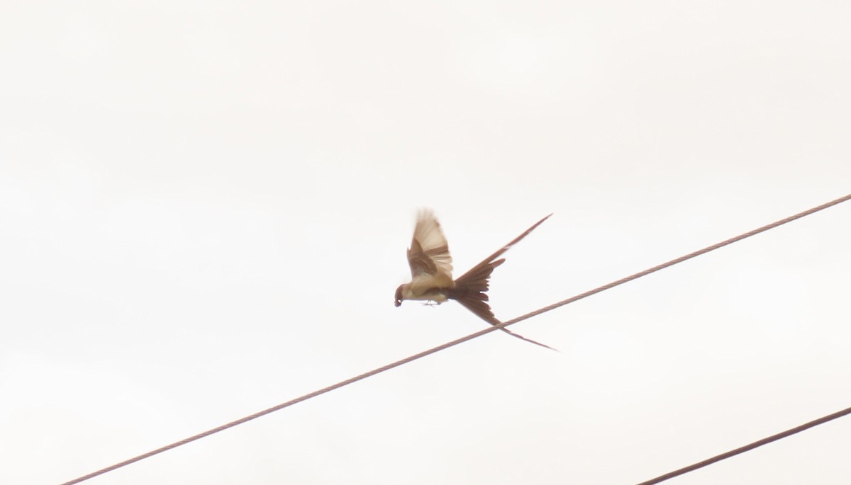 Fork-tailed Flycatcher - ML619958180