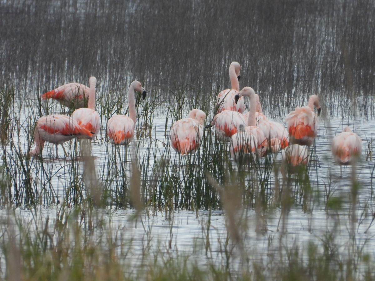 Chilean Flamingo - ML619958185