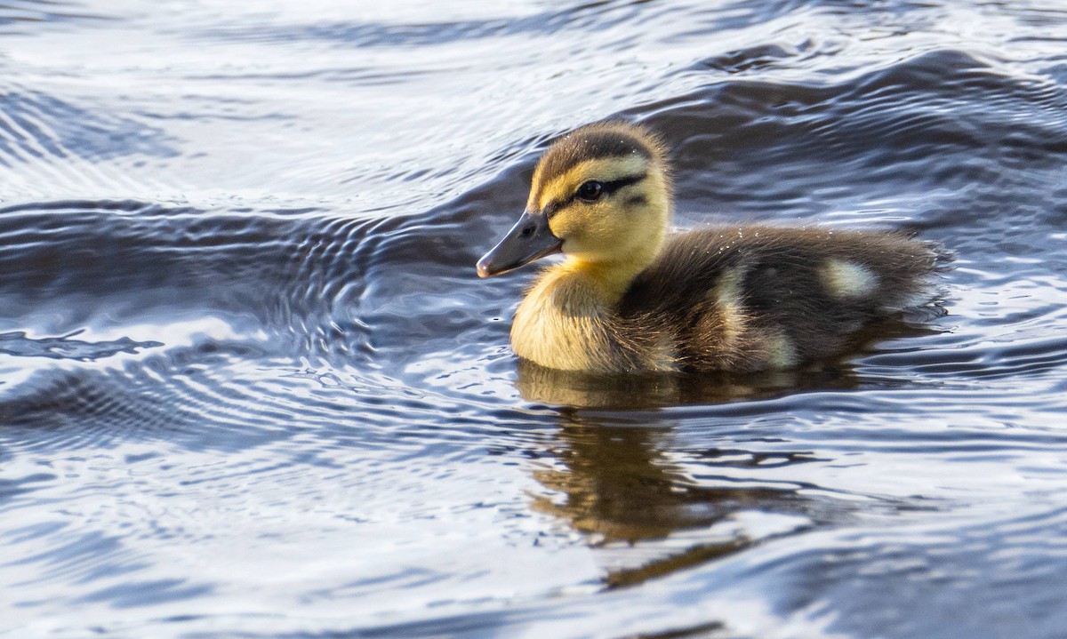 Mallard - ML619958188