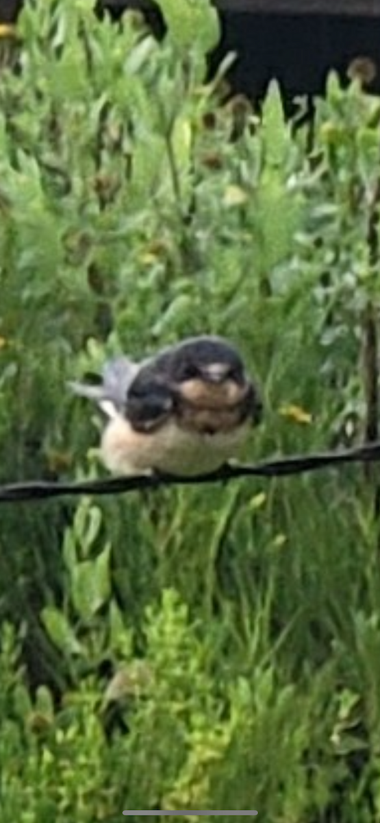 Barn Swallow - ML619958207