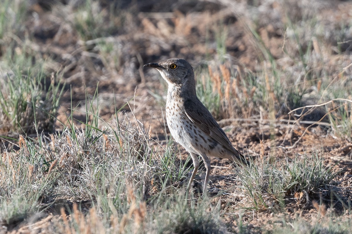 Sage Thrasher - ML619958211