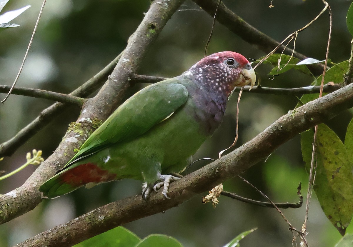 Speckle-faced Parrot - ML619958218