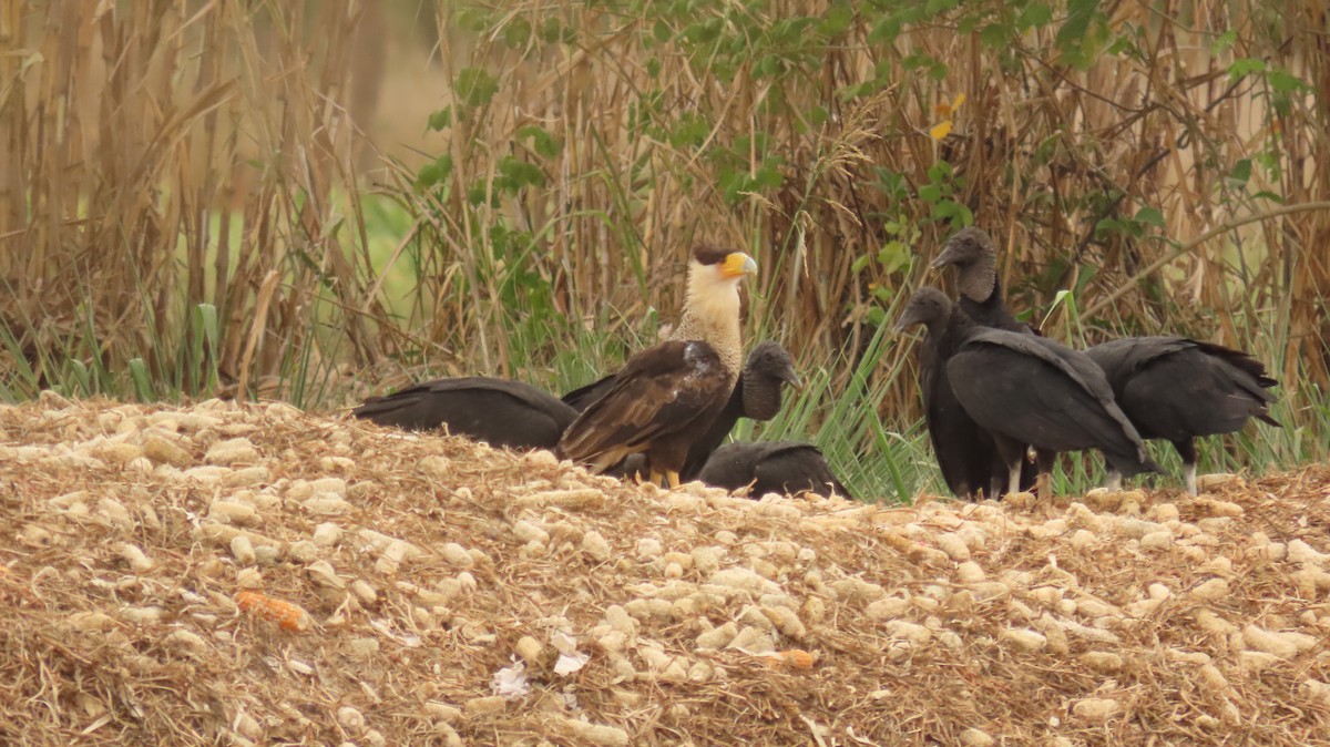 Crested Caracara - ML619958222