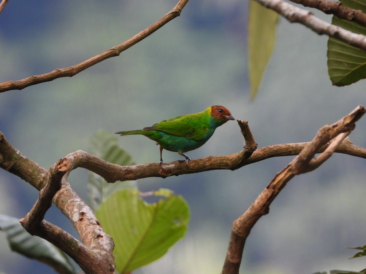 Bay-headed Tanager - ML619958224