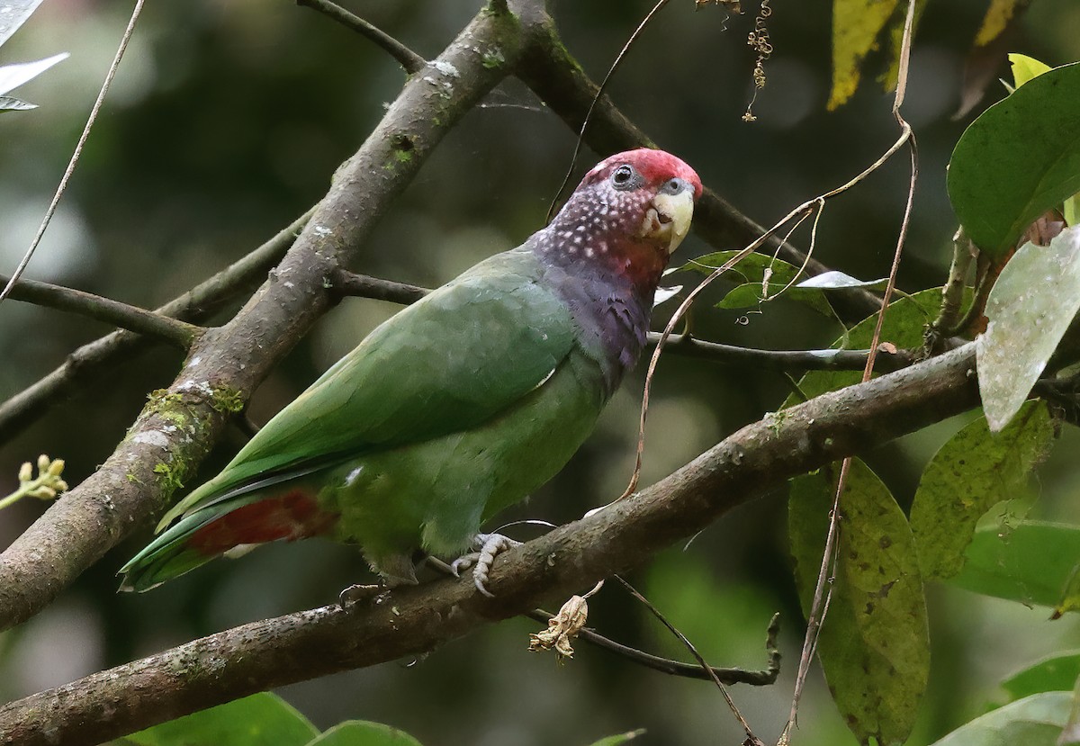 Speckle-faced Parrot - ML619958229