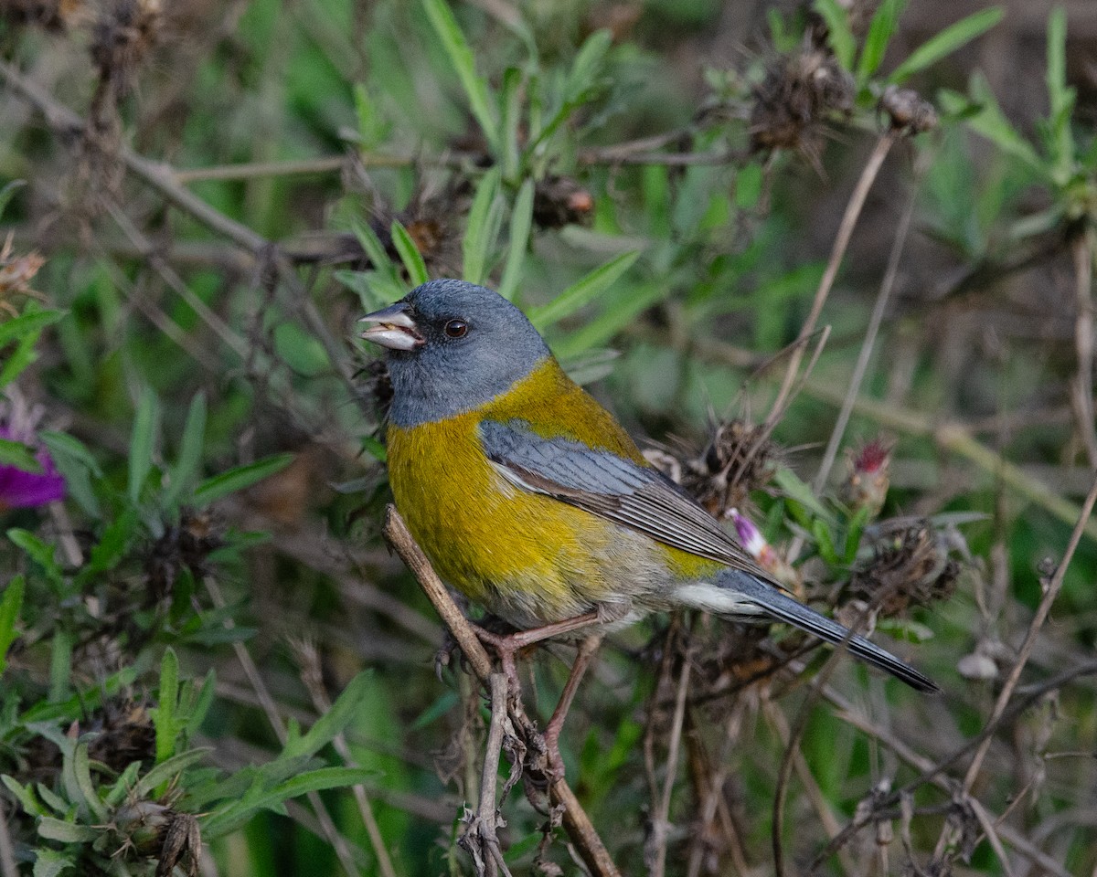 Gray-hooded Sierra Finch - ML619958243