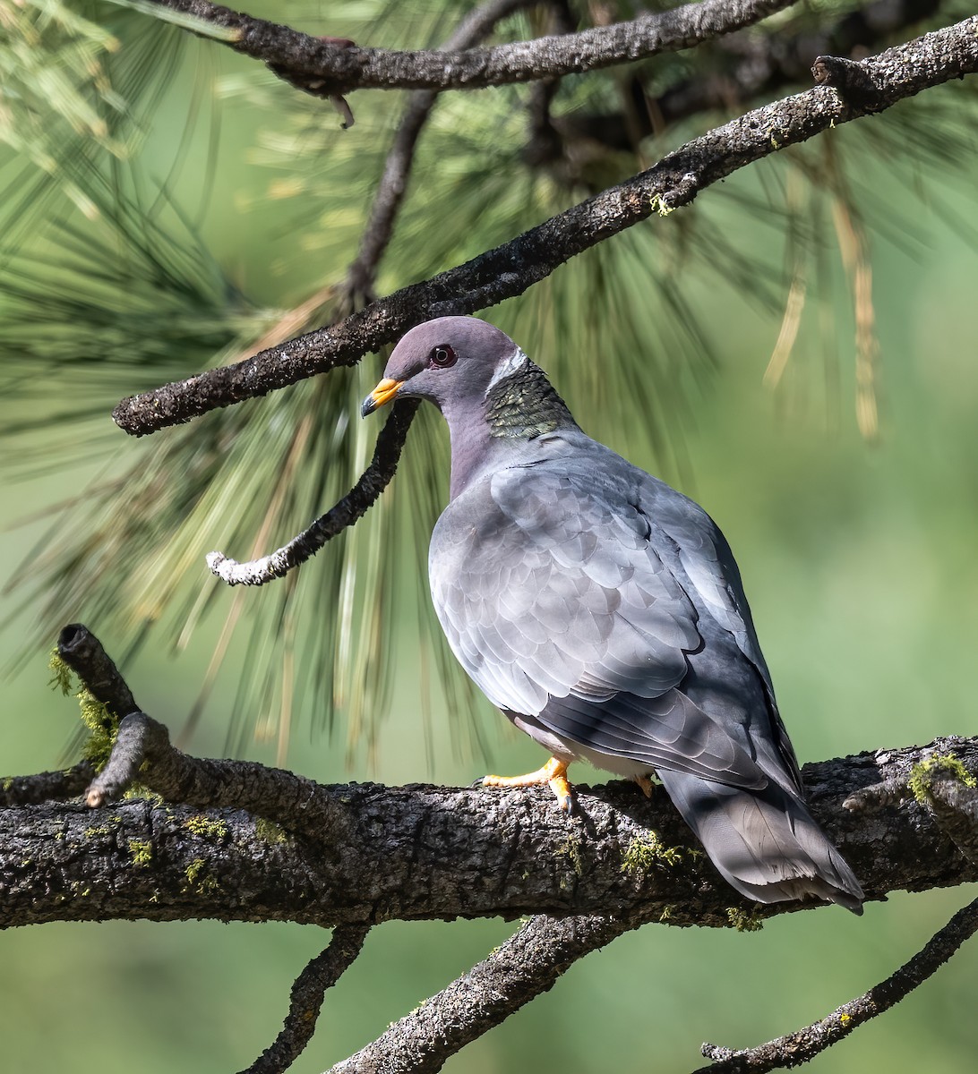 Band-tailed Pigeon - ML619958247