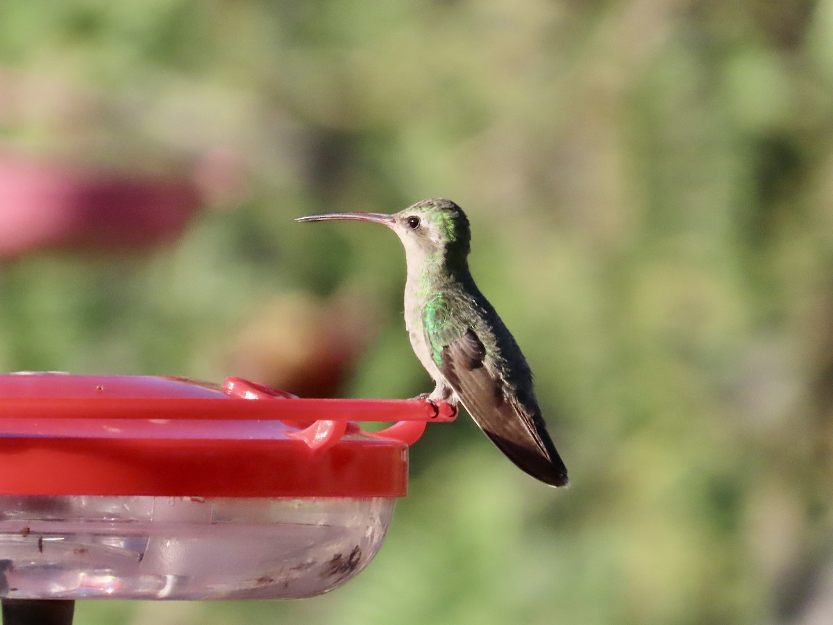 Broad-billed Hummingbird - ML619958263