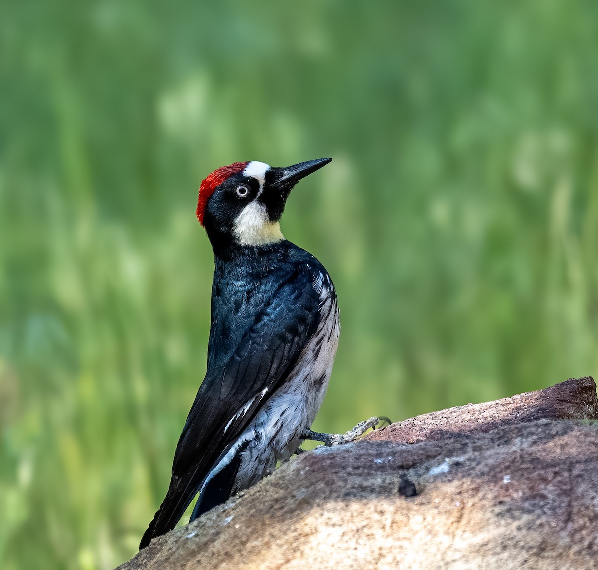 Acorn Woodpecker - ML619958267