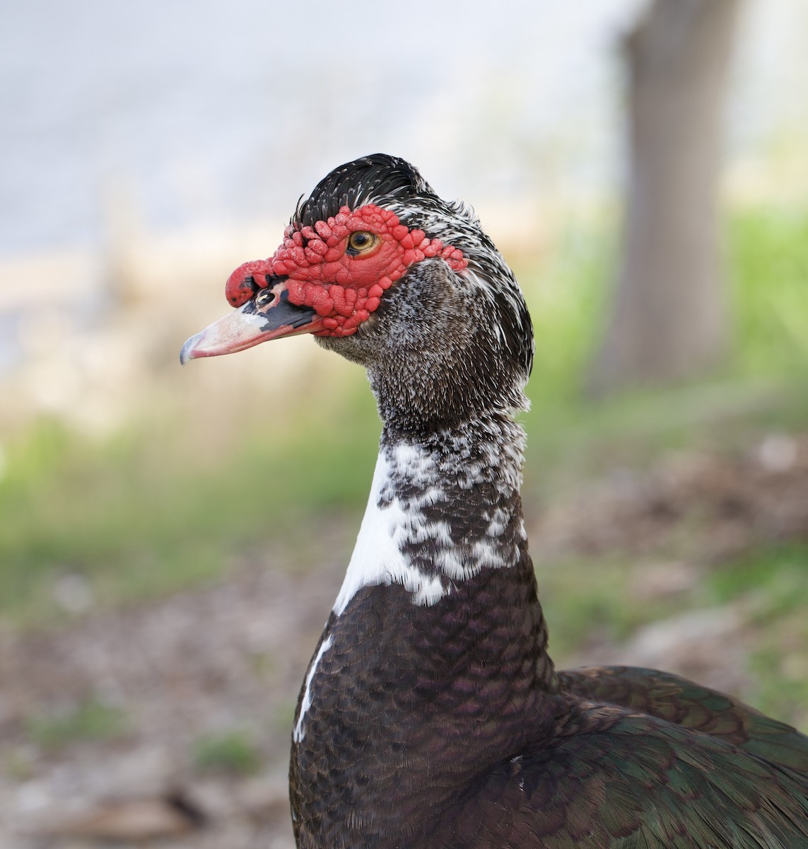 Muscovy Duck (Domestic type) - ML619958271