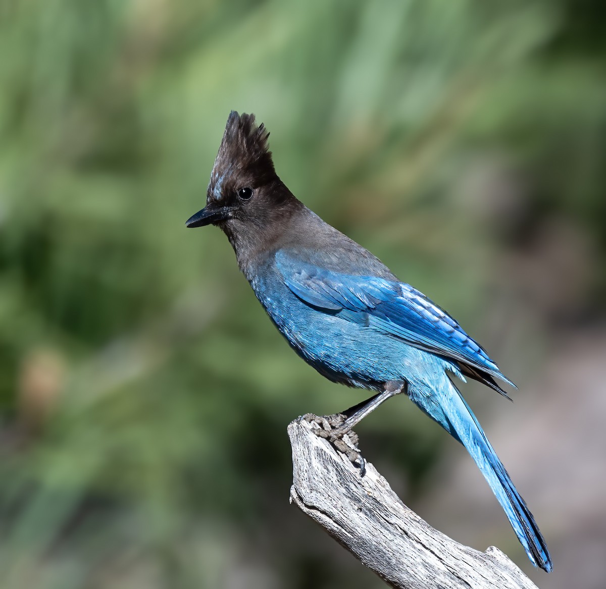 Steller's Jay - ML619958278