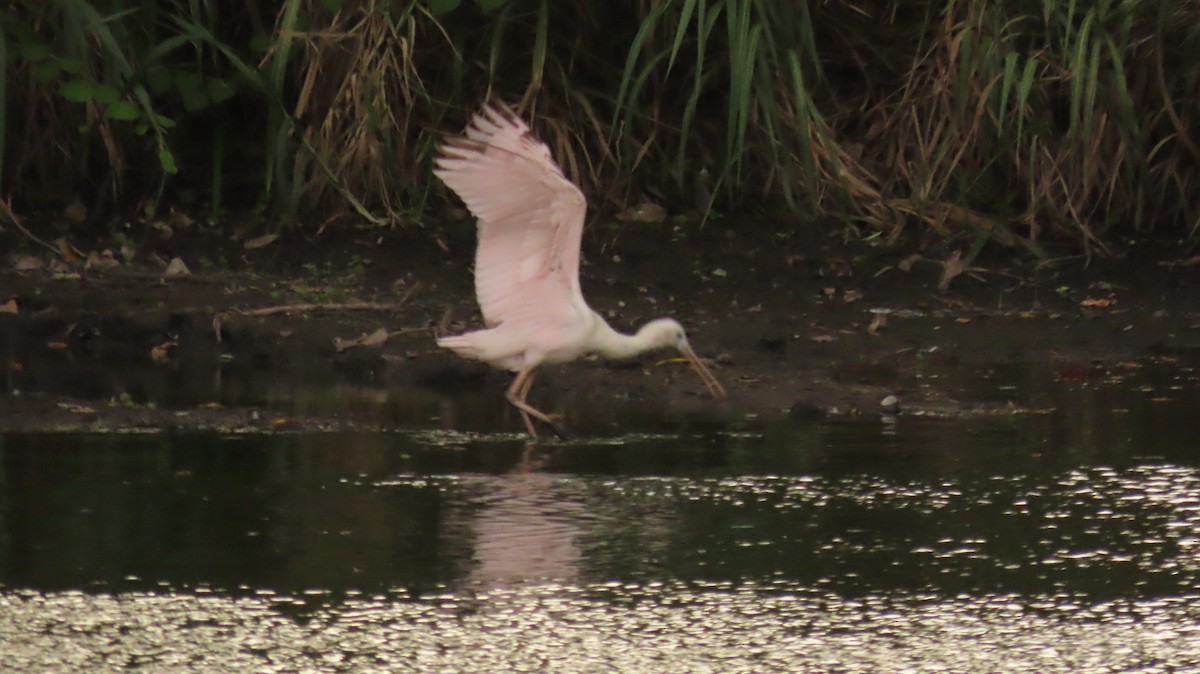 Roseate Spoonbill - ML619958286