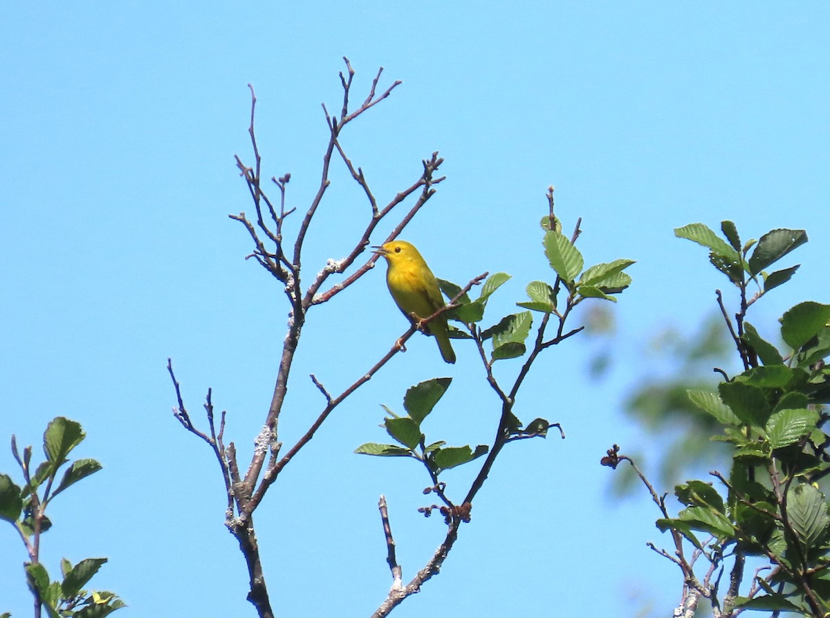 Yellow Warbler - ML619958287