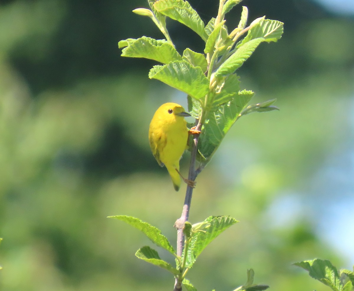 Yellow Warbler - ML619958290