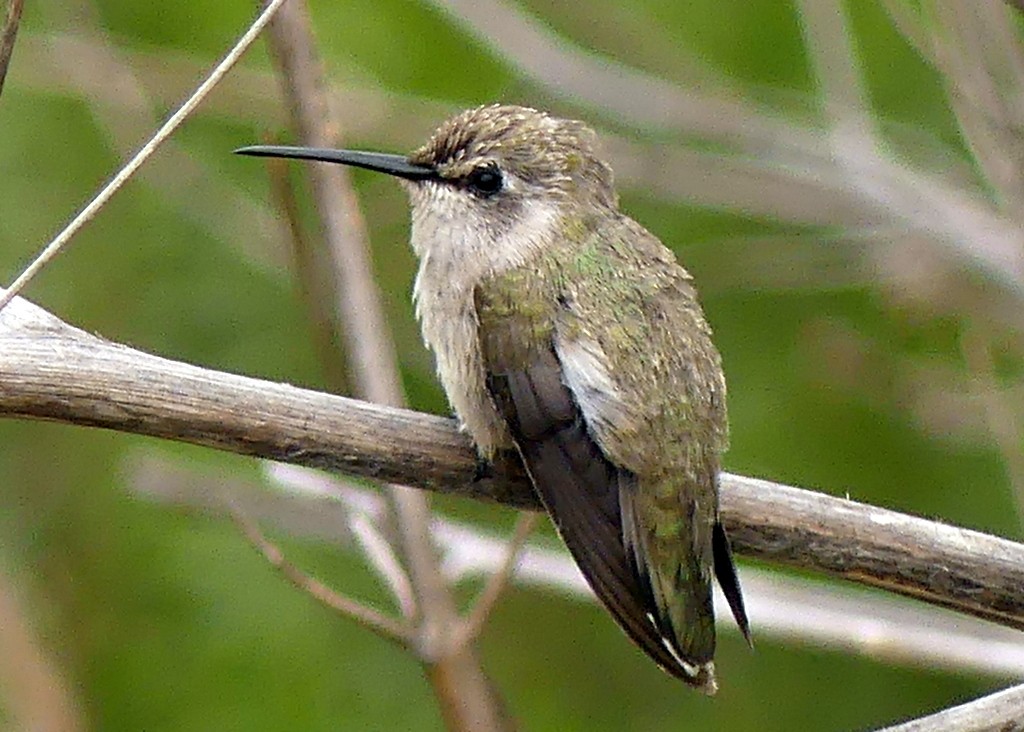 Black-chinned Hummingbird - ML619958293