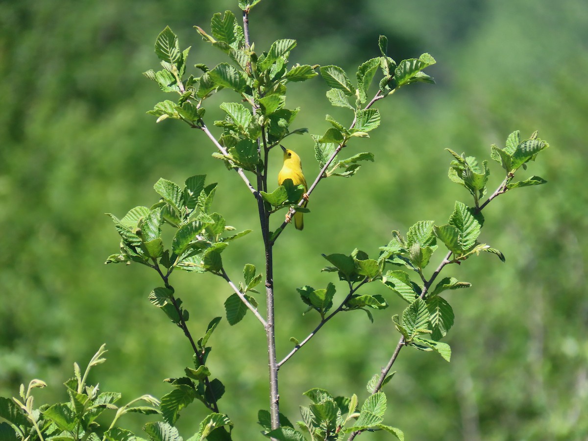 Yellow Warbler - ML619958296