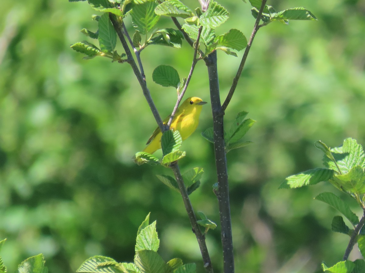 Yellow Warbler - ML619958297