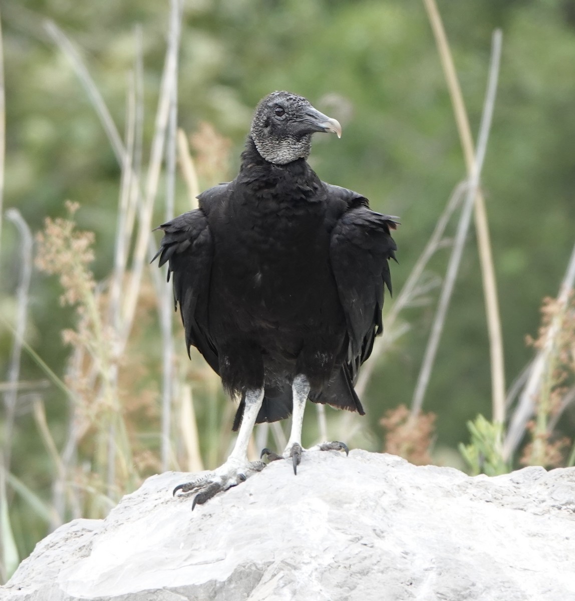 Black Vulture - ML619958298