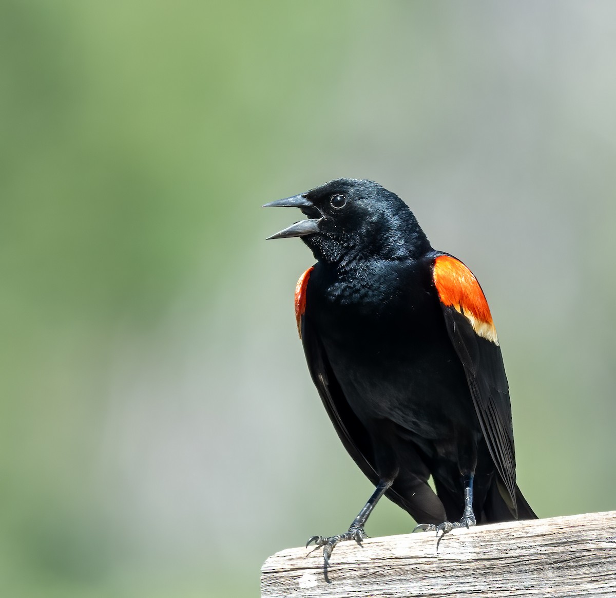 Red-winged Blackbird - ML619958304