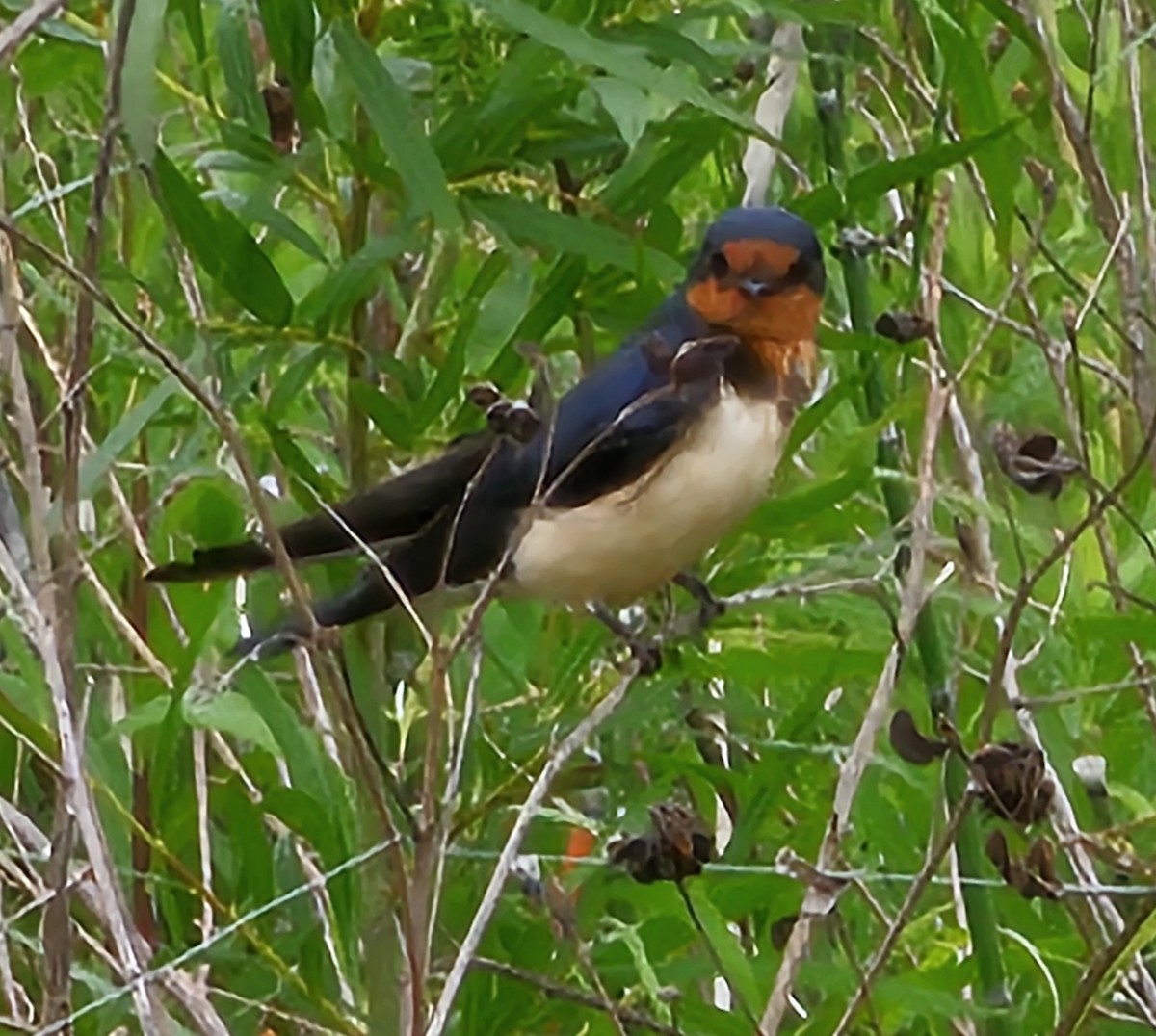 Barn Swallow - ML619958306