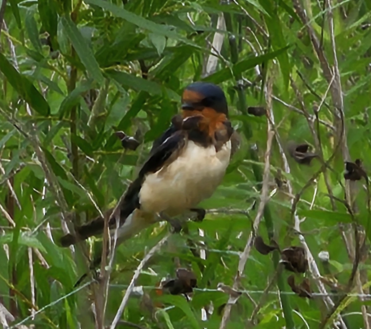 Barn Swallow - ML619958309