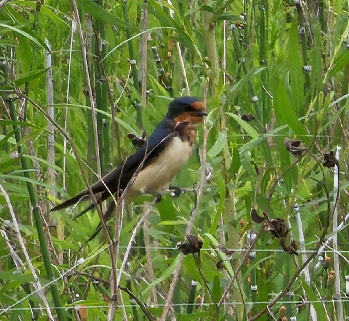 Barn Swallow - ML619958313