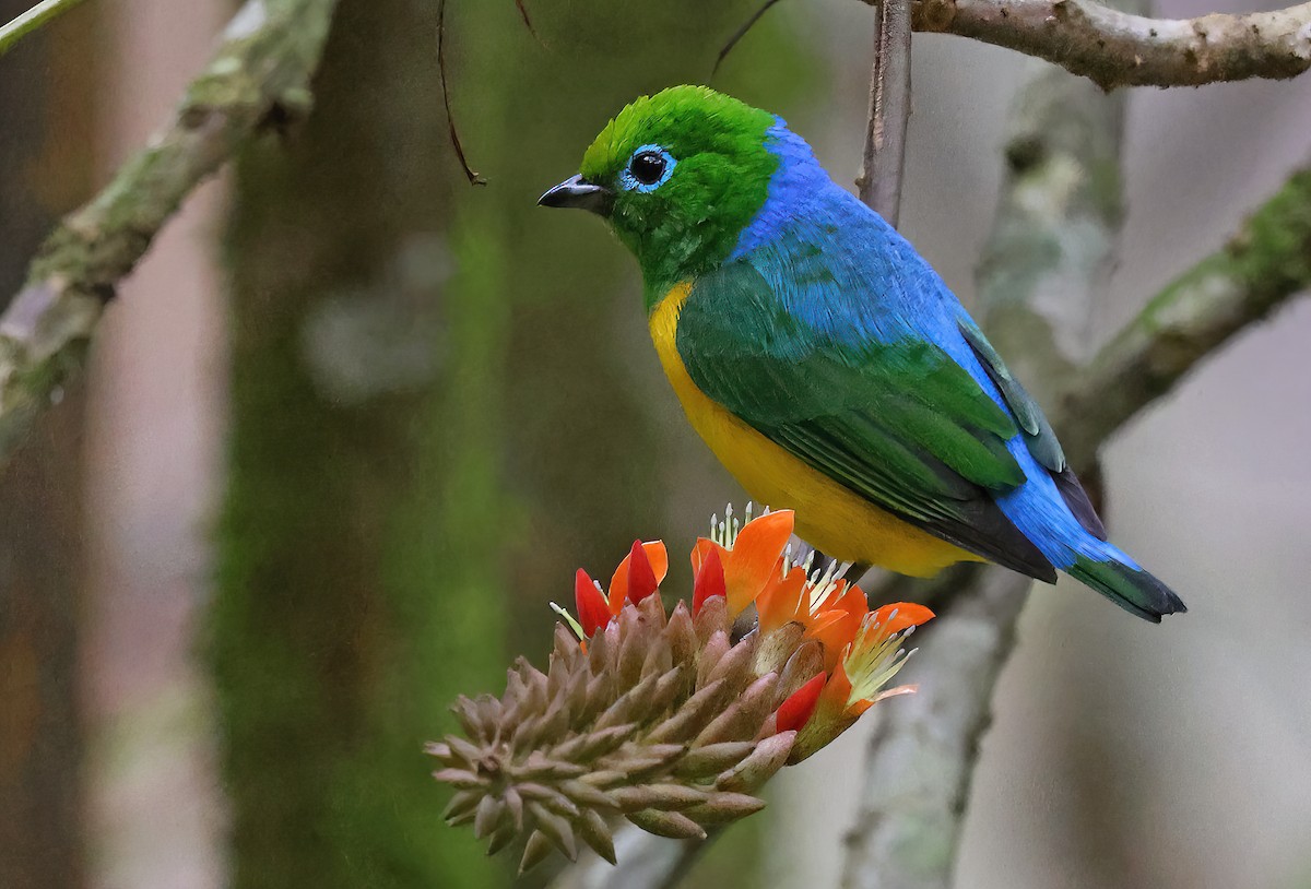 Blue-naped Chlorophonia - ML619958316