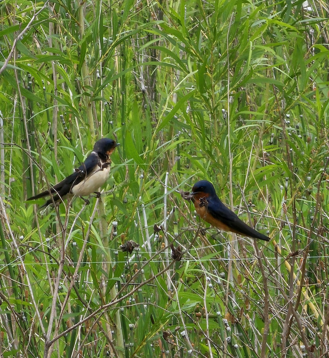 Barn Swallow - ML619958317