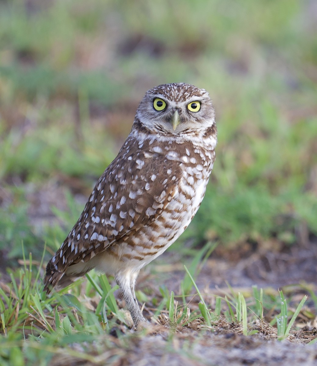 Burrowing Owl - ML619958324