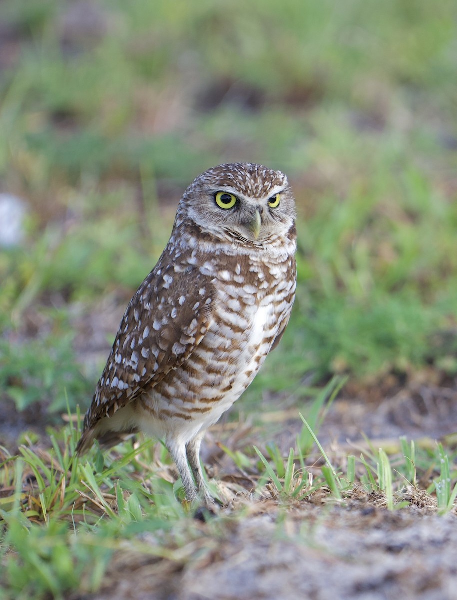 Burrowing Owl - ML619958325