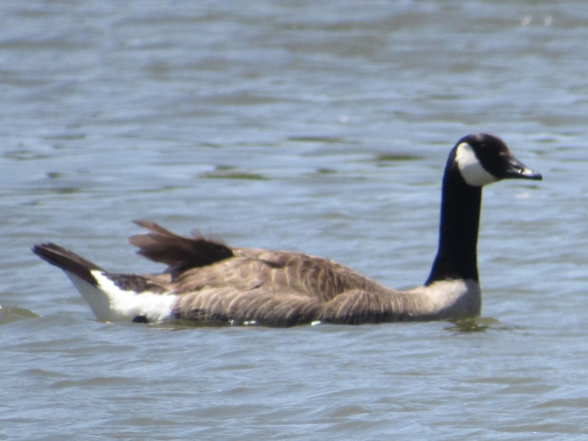 Canada Goose - ML619958343