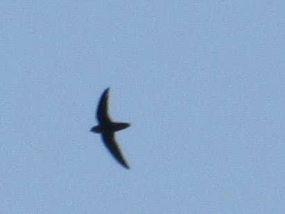 Chimney Swift - ML619958358