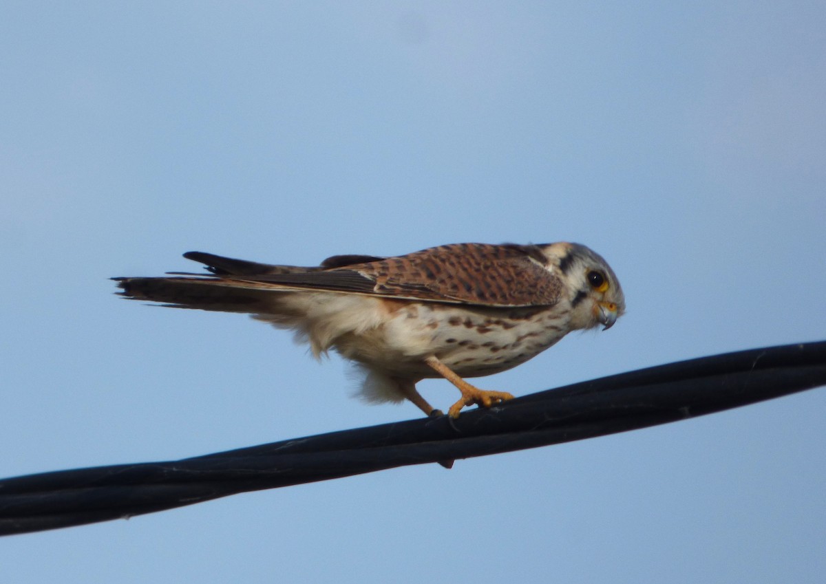 American Kestrel - ML619958366