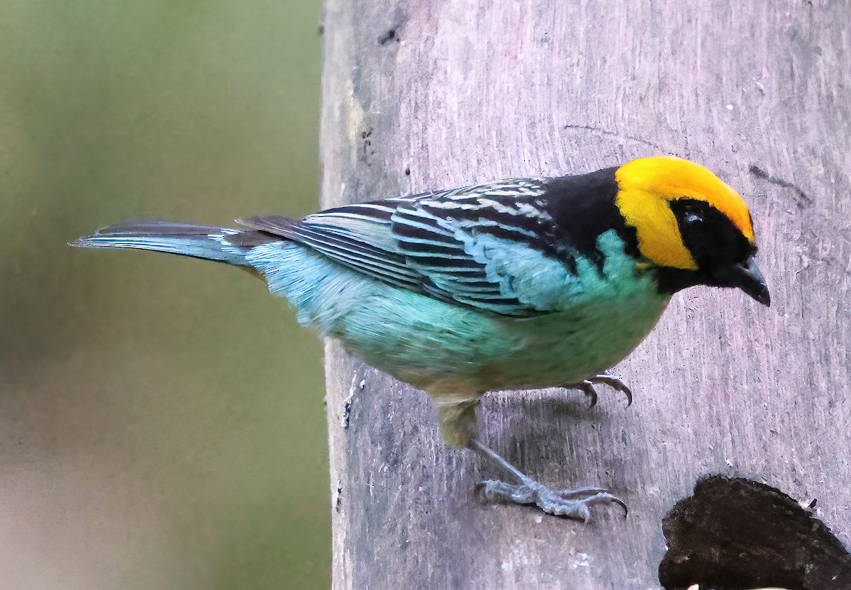 Saffron-crowned Tanager - ML619958375