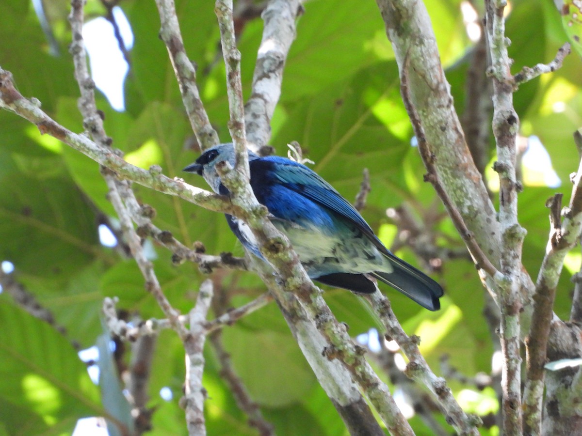 Masked Tanager - ML619958381