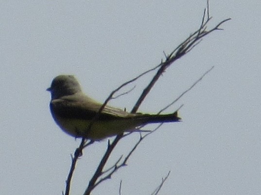 Western Kingbird - ML619958398