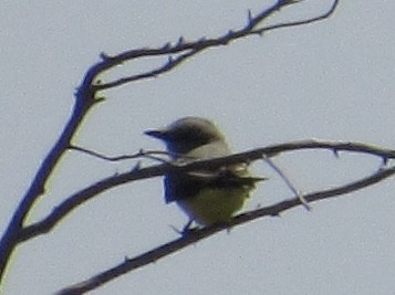 Western Kingbird - ML619958399