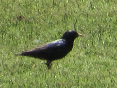 European Starling - ML619958419