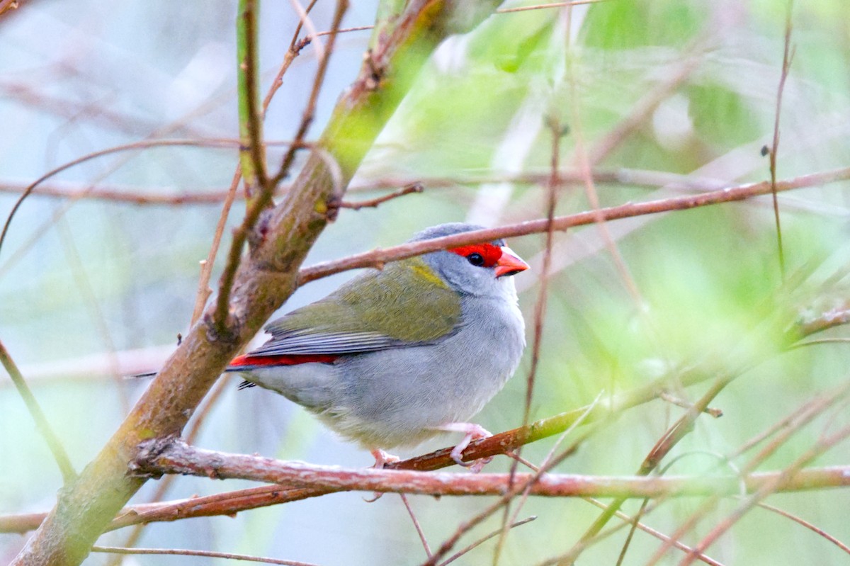 Red-browed Firetail - ML619958420