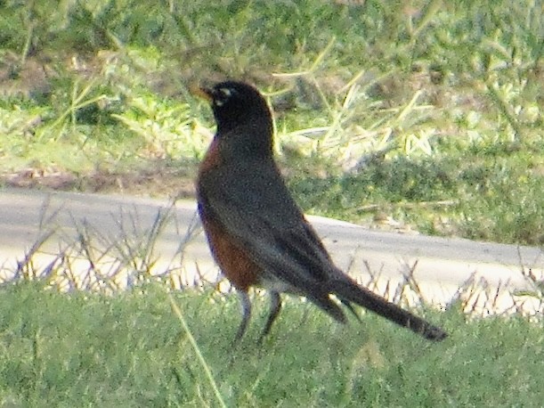 American Robin - ML619958430