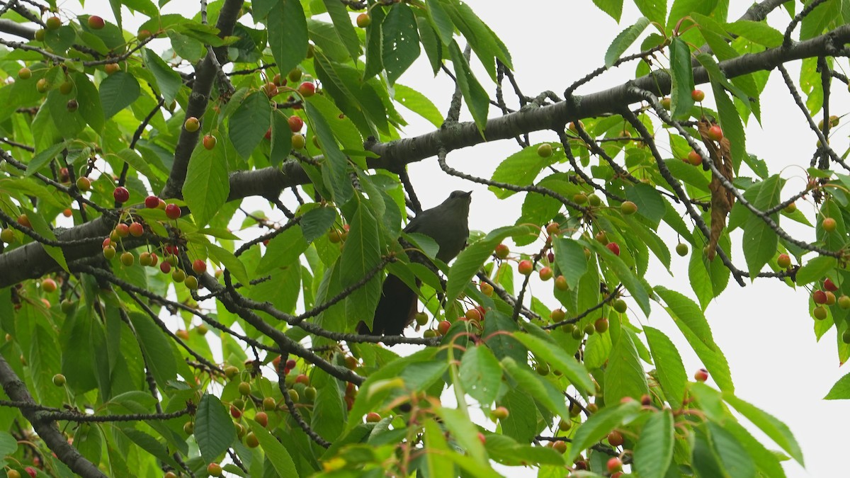 Gray Catbird - ML619958444